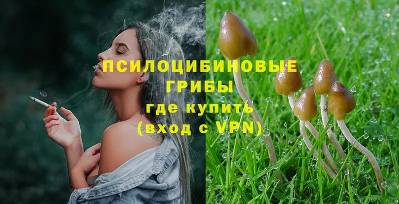 площадка наркотические препараты  Тавда  Псилоцибиновые грибы Psilocybine cubensis 